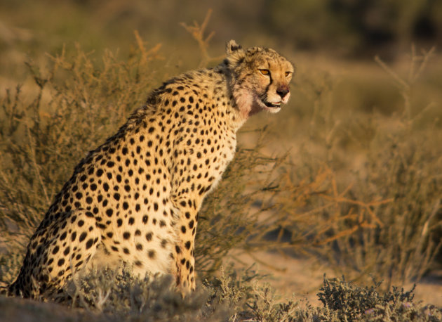 Cheetah in Kgalagadi