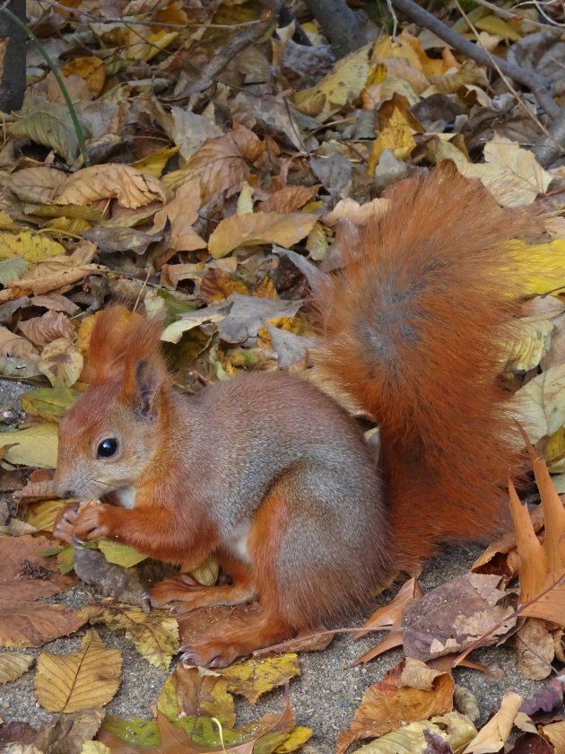 Eekhoorntje in het Lazienkipark