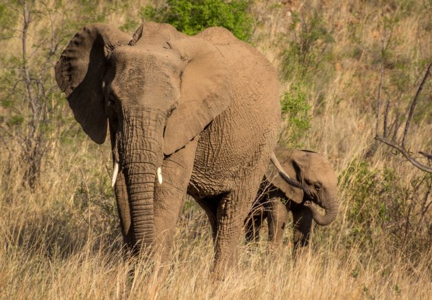 Pilanesberg National Park