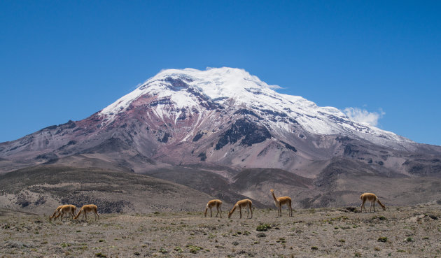 Vicuña's voor de Chimborazo