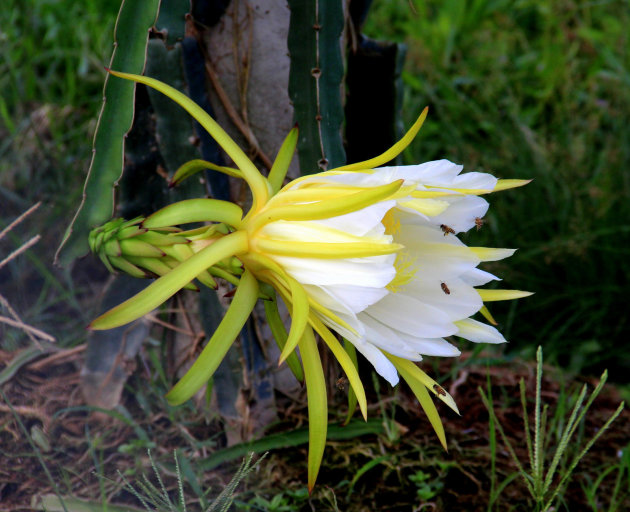 De bloem van het drakenfruit