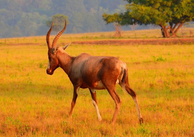 Blesbok.