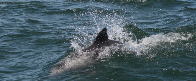 duik in het water