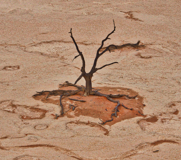 Dood hout in de DeadVlei 