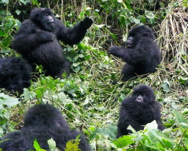 Lekker keten kunnen Gorilla's ook hoor 