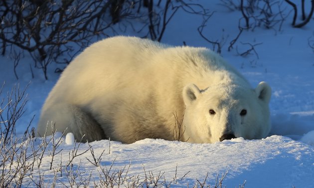 Polar bear in the sun