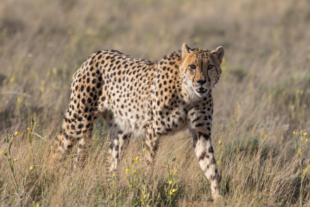 cheetah op pad