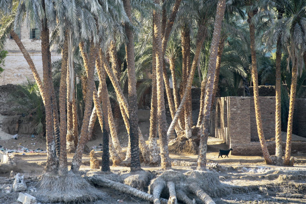 Palmbomen langs de Nijl