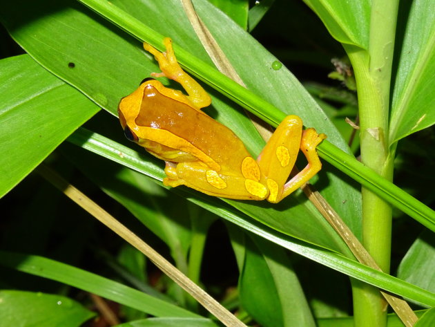 Kikker in de jungle