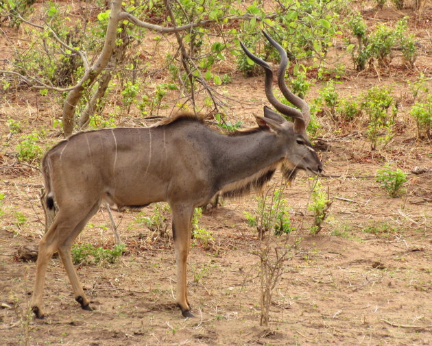 Kudu