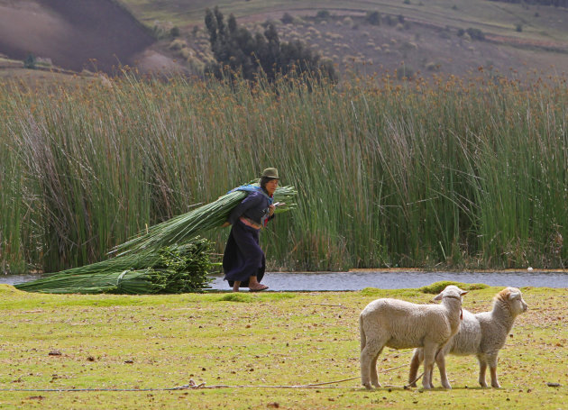 Rietdraagster Laguna de Colta