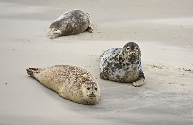 Zeehonden op een zandbank