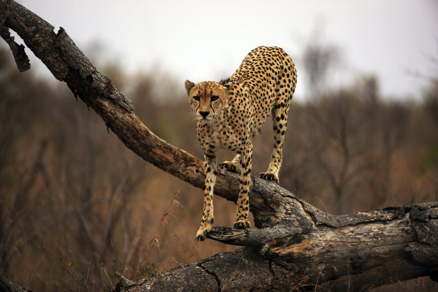 International Cheetah Day II