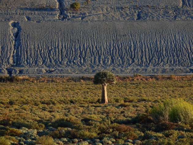 Kokerboom in Goegap. 