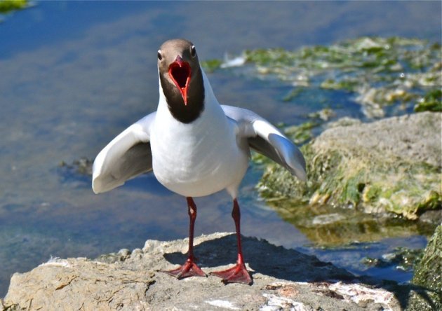 Bij natuurgebied de Hon op Ameland.