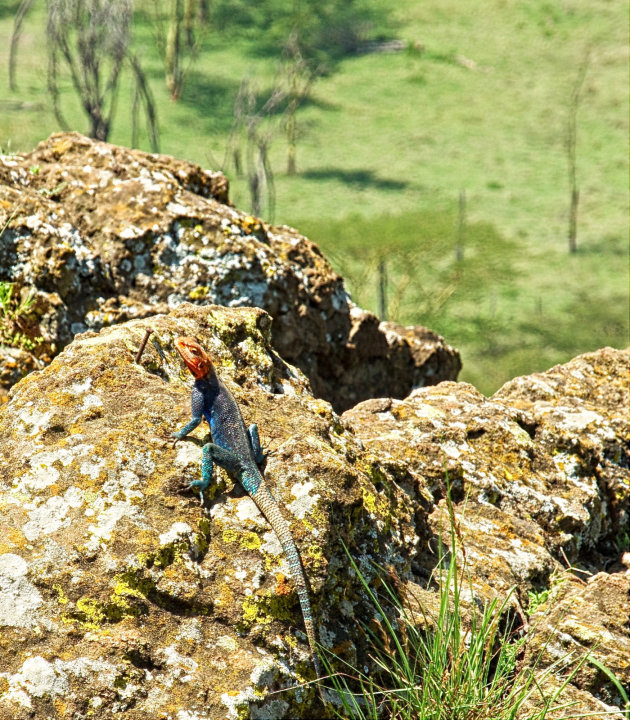 Kleurrijk schepsel