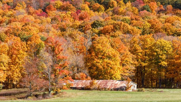 Fall foliage