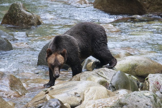 Nog een grizzly