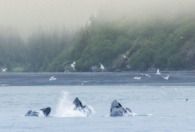 Jagende bultruggen in de Kenai Fjords