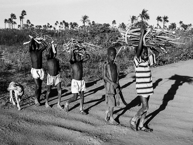 Hout sprokkelen in Gambia