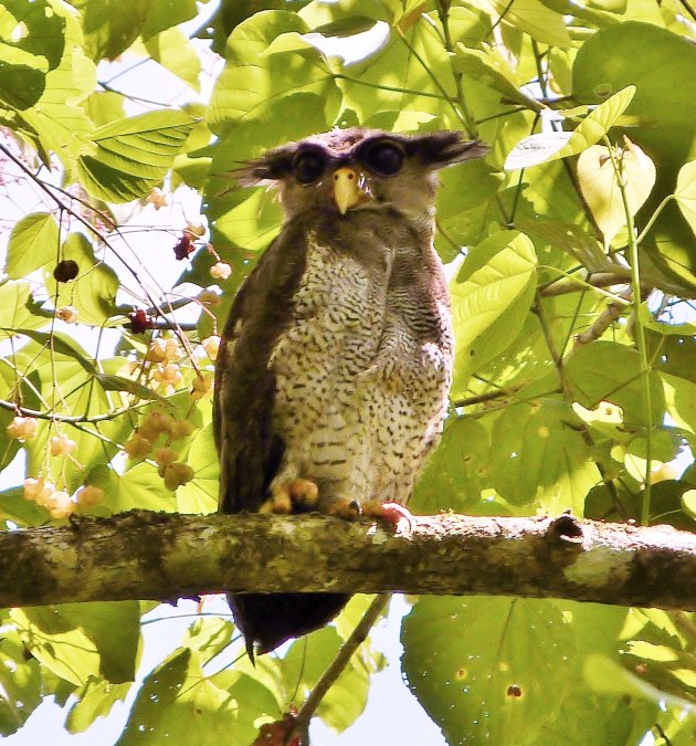 Beared eagle owl