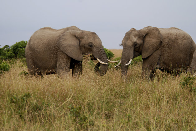 Samen eten