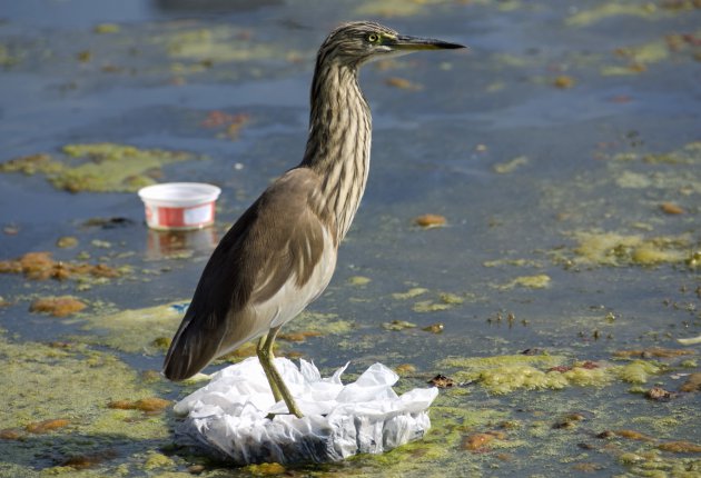 Afval op het water