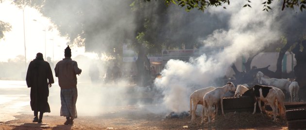 Abuko Cattle Market