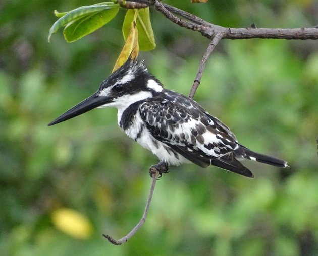 Bonte ijsvogel