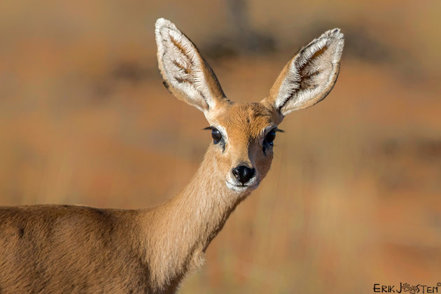 Steenbokkie