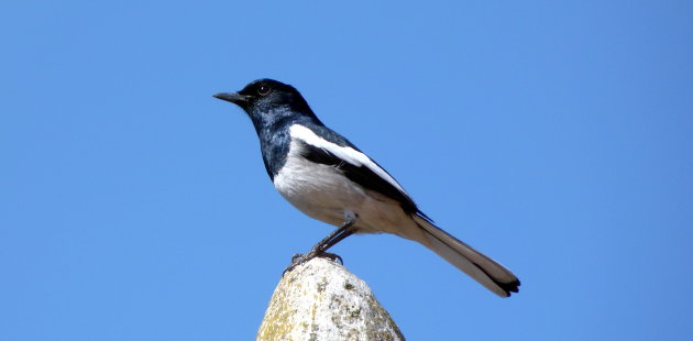 Nepalese stadsvogel