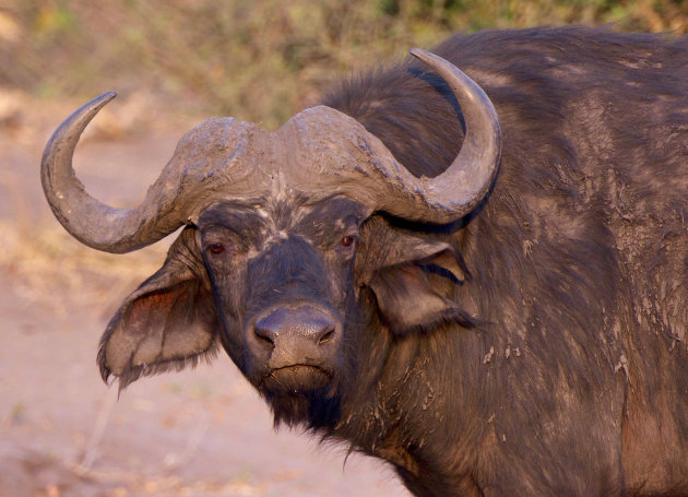 Buffel in mooi zonlicht en onder de modder 