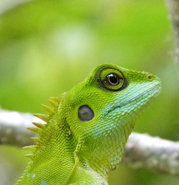 Green crested lizard