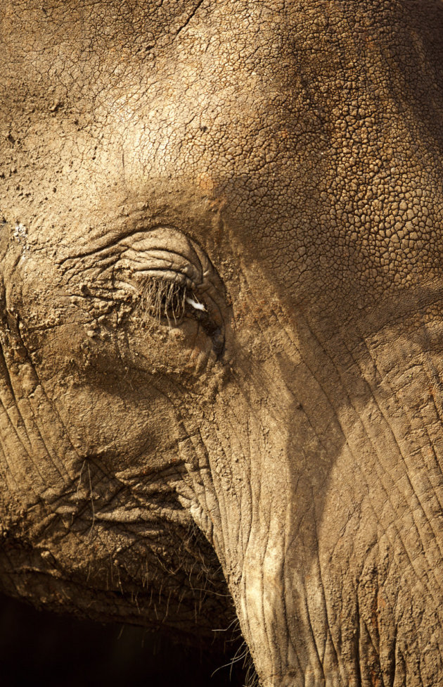 Detail olifant