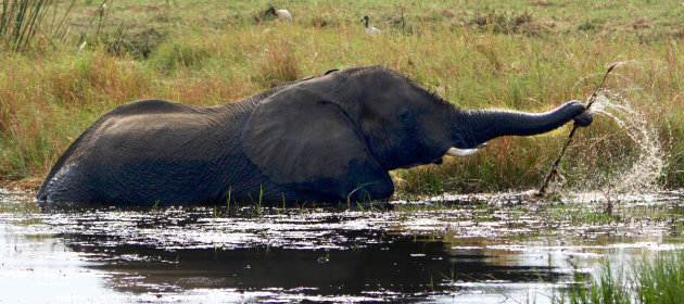 Olifant speelt in het water