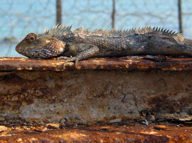 Lizzard in Sri Lanka