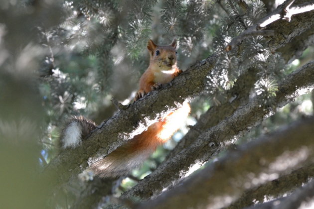 Hoog in de bomen!