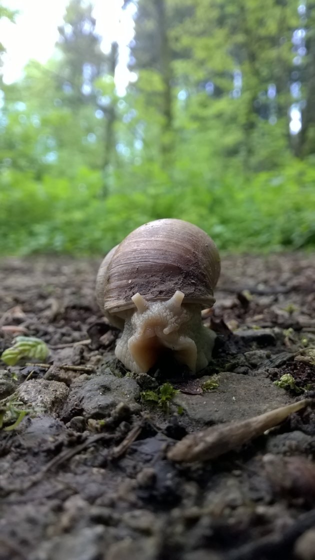 Een langzame slak in close-up