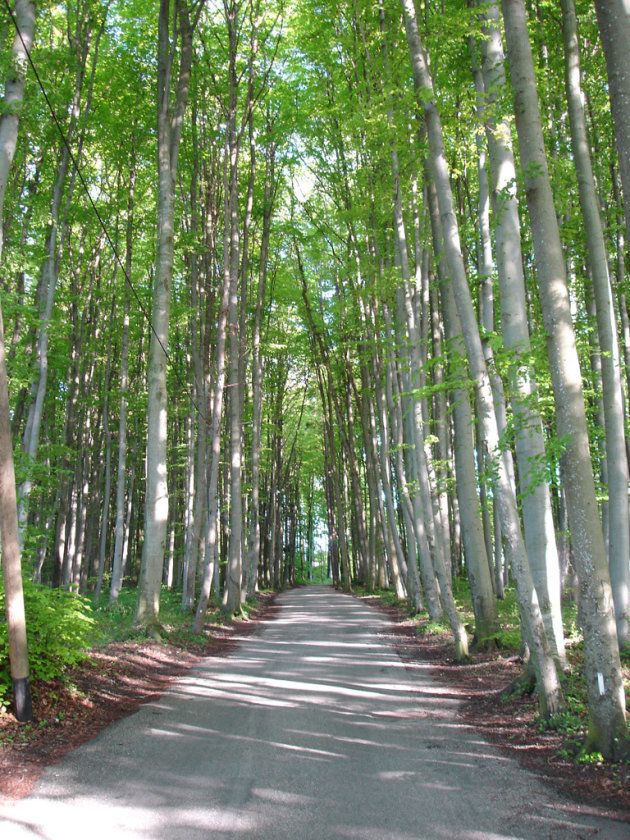 Witte bomen