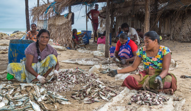 Visserij in Mannar