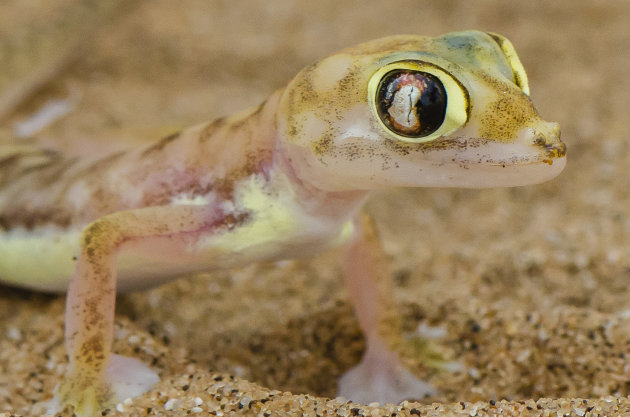 Namib Dune Gecko