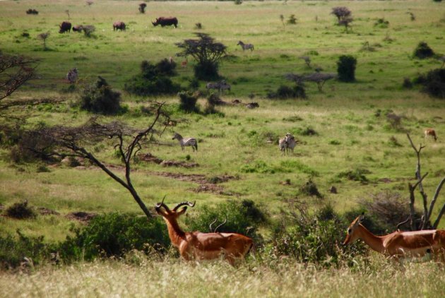 Dieren-zoekplaatje in Kenia