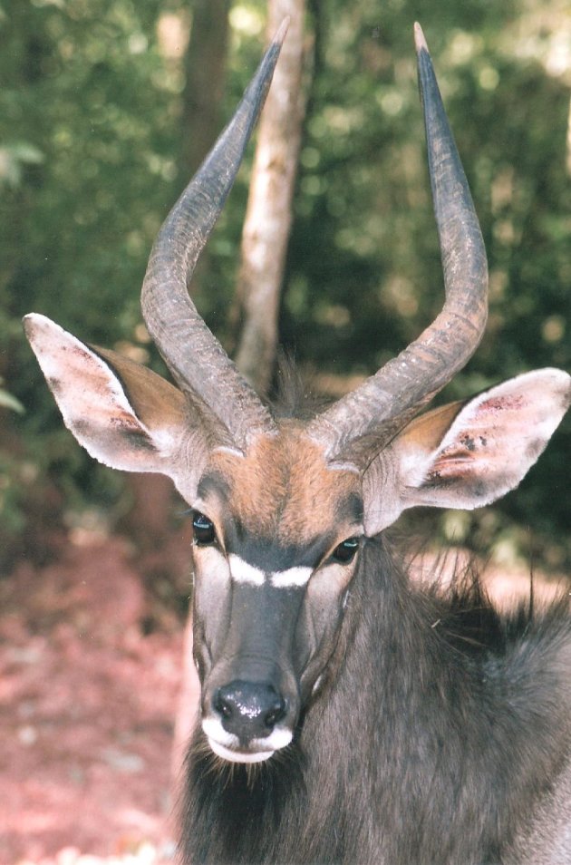 Wildlife in Swaziland