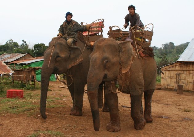 Elephant trekking