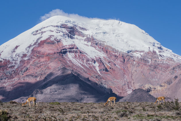 Vicuña's op 4000 meter hoogte