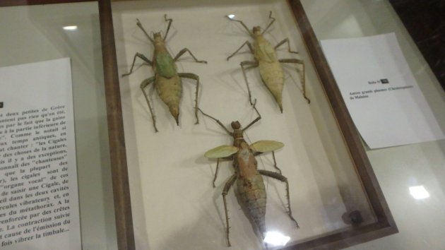 Insecten