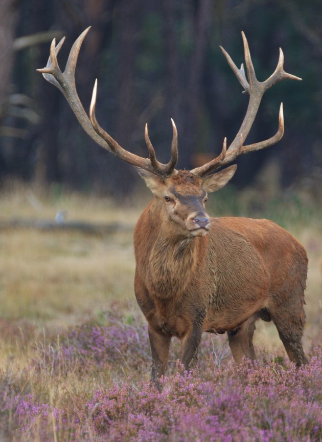 burlen in nationaal park de Veluwe