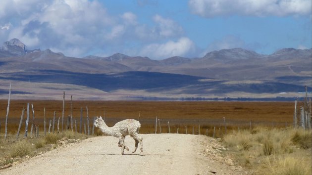 Alpaca