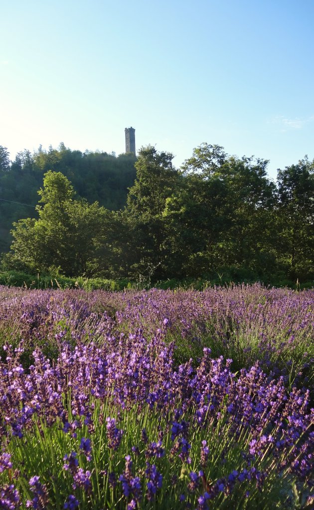 Lavendelvelden in Piemonte