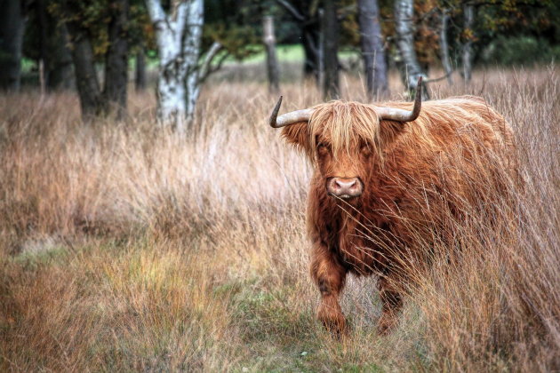 Schotse Hooglander 